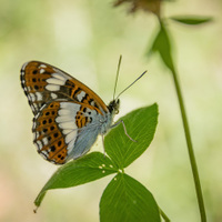 Bělopásek dvouřadý