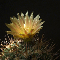 Pyrhocactuas horridus