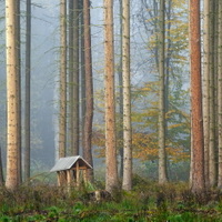 lesní stánek
