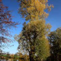 Strážní strom nad rybníkem 