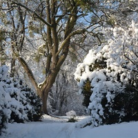 Zasněžený park