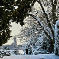 Zasněžený park