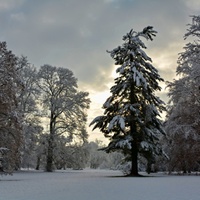 Zasněžený park