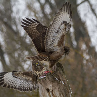 Káně lesní (Buteo buteo)