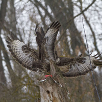 Káně lesní (Buteo buteo)