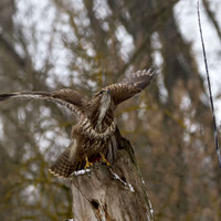 Káně lesní (Buteo buteo)