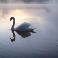 Labutí jezero