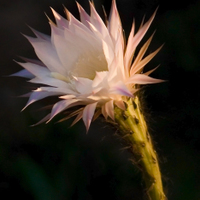 vetoucí echinopsis