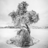Zamrzlý strom