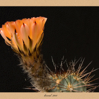 kvetoucí acanthocalycium