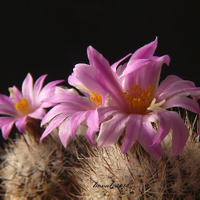 Gymnocactus beguinii