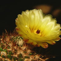 Notocactus  mammulosus