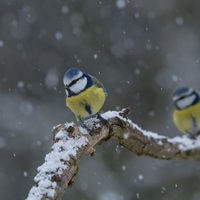 Modřinky ve vločkách sněhu
