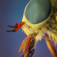 Tabanus sudeticus - detail