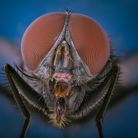 Musca domestica