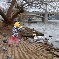 Krmení dive zvěře 