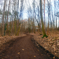 Cesta z lesa