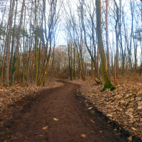 Cesta z lesa