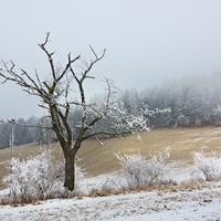 Stařeček