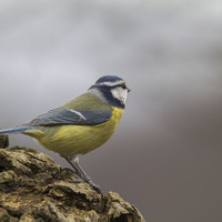 Sýkora modřinka (Cyanistes caeruleus)