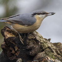 Brhlík lesní (Sitta europaea)