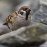 Vrabec polní (Passer montanus)