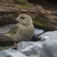 Zvonek zelený (Chloris chloris)