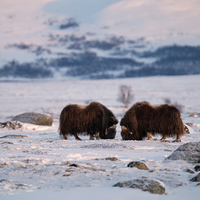 Musk OX