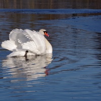 Labutí jezero