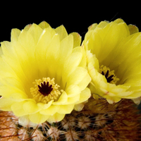 Notocactus schlosserii