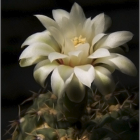 Gymnocalycium baldianum