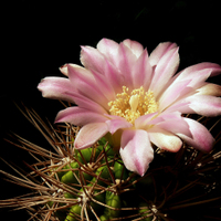 Gymnocalycium horridispinum