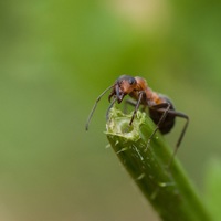 Mravenec luční