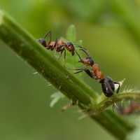 Mravenci luční