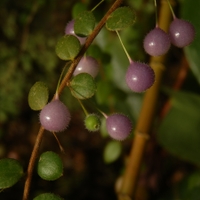 Sphyrospermum ellipticum Sleumer