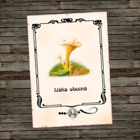 Liška obecná