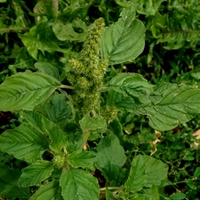 Laskavec ohnutý (Amaranthus retroflexus L., 1753)