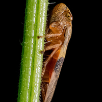 Aphrophora alni