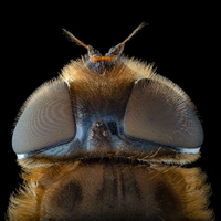 Eristalis tenax