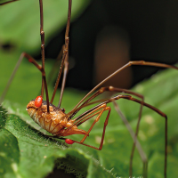 Phalangium opilio