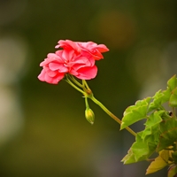 Pelargonie