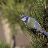 Sýkora modřinka (Cyanistes caeruleus)