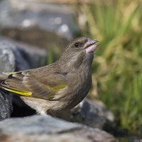 Zvonek zelený (Chloris chloris)