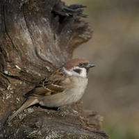 Vrabec polní (Passer montanus)