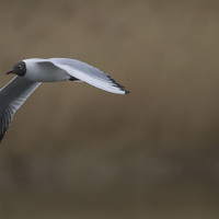 Racek chechtavý (Chroicocephalus ridibundus)