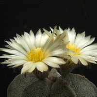 Astrophytum myriostigmy