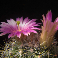 Mammillaria wrightii