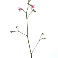 Talinum paniculatum