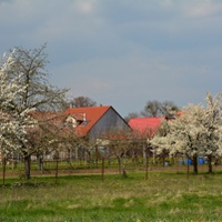 Červené střechy, modré sudy a bílé stromy