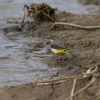 Konipas horský (Motacilla cinerea)